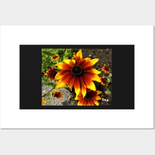 Yellow and Red Coneflower Posters and Art
